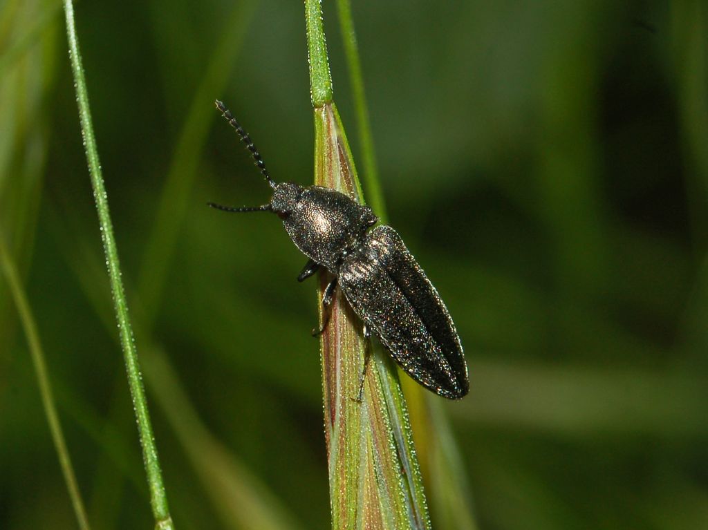 Elateride da determinare: Cidnopus pilosus